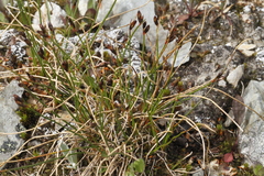 Juncus drummondii