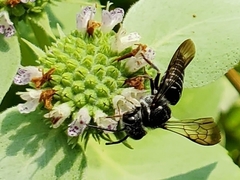 Coelioxys octodentatus
