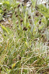 Carex nigricans