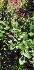 Chenopodium parabolicum