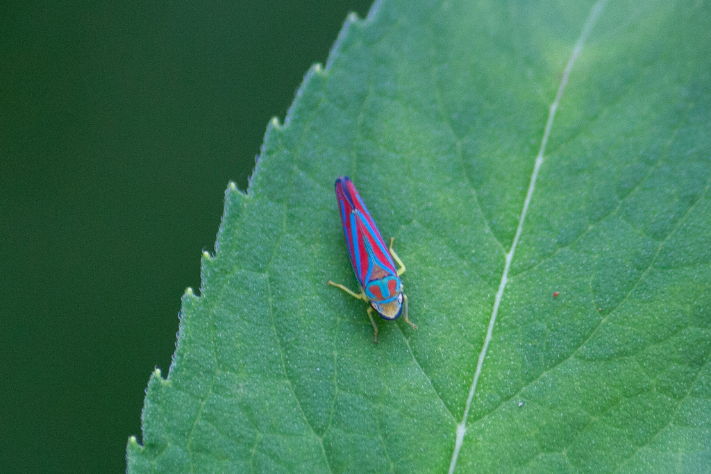 Red-banded Leafhopper (Graphocephala coccinea)