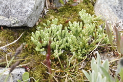 Diphasiastrum alpinum