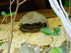 Polistinae