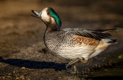 Chiloe Wigeon photo 1