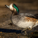 Chiloe Wigeon - Photo (c) Luciano Massa, some rights reserved (CC BY-NC-SA), uploaded by Luciano Massa