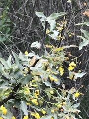 Berberis nevinii