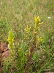 Orthocarpus luteus