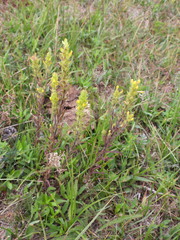 Orthocarpus luteus