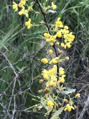Berberis nevinii