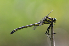 Hagenius brevistylus