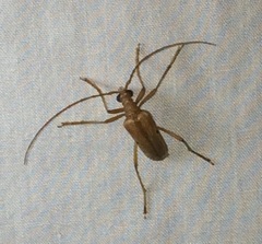 Centrodera