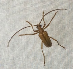 Centrodera