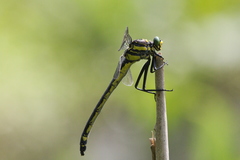 Hagenius brevistylus