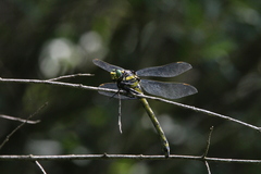 Hagenius brevistylus