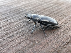 Dorcus schenklingi