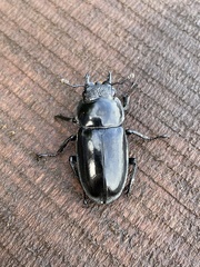 Dorcus schenklingi