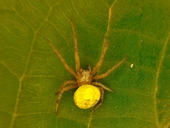 Araneus guerrerensis