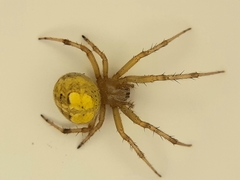 Araneus guerrerensis