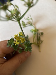 Lomatium martindalei