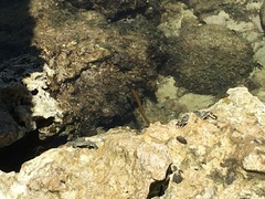 Grapsus tenuicrustatus