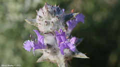 Salvia carduacea