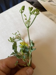Lomatium martindalei