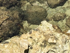 Grapsus tenuicrustatus