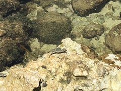 Grapsus tenuicrustatus