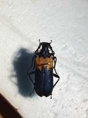 Desmocerus palliatus