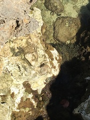 Grapsus tenuicrustatus