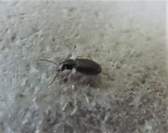 Bembidion iridescens