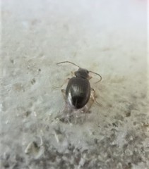 Bembidion iridescens