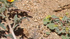 Eriogonum pusillum
