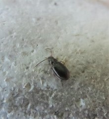 Bembidion iridescens