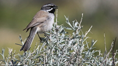Tetradymia stenolepis