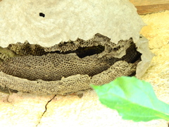 Polistinae