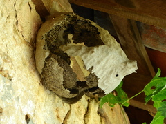 Polistinae