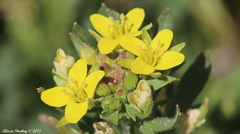 Tropidocarpum gracile