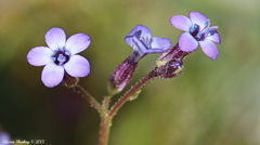 Gilia minor