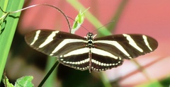 Heliconius charithonia
