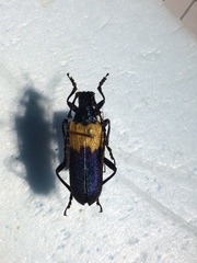 Desmocerus palliatus