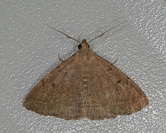 Zanclognatha protumnusalis