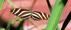Heliconius charithonia