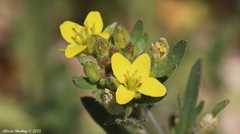 Tropidocarpum gracile