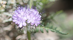 Phacelia tanacetifolia