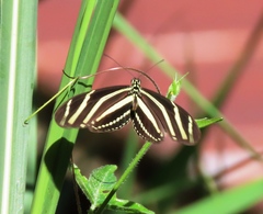Heliconius charithonia
