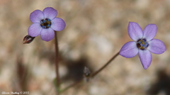 Gilia ochroleuca