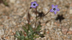 Gilia ochroleuca