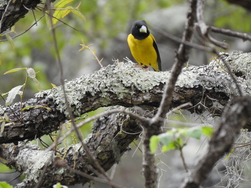 Hooded Grosbeak (Hesperiphona abeillei), photo 9