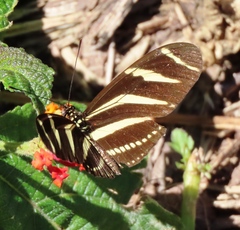 Heliconius charithonia
